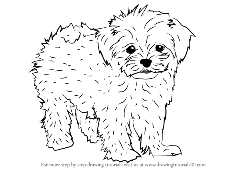 800x566 Learn How To Draw A Maltese (Dogs) Step By Step Drawing Tutorials