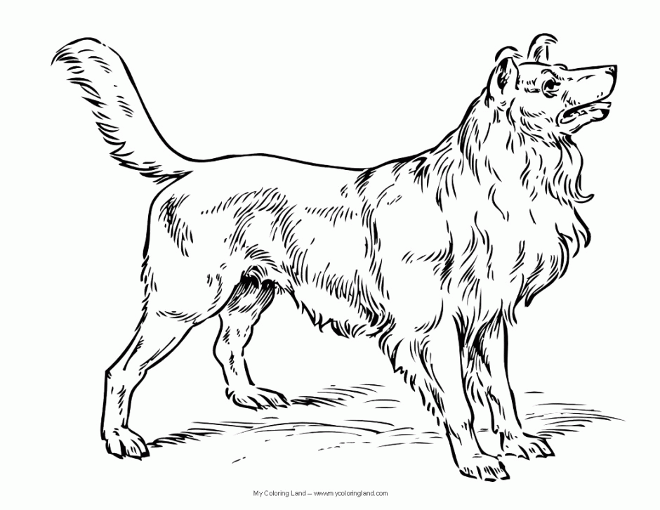 940x726 Dog Breeds Coloring Pages Many Interesting Cliparts