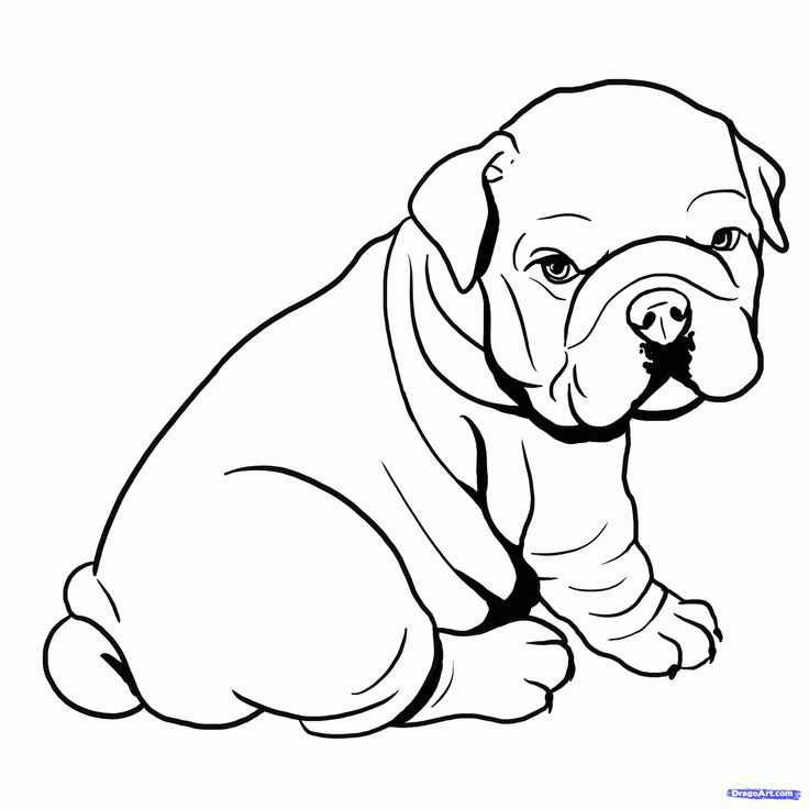 736x736 Coloring Pages For Girls Puppyes Bull Dogs To Tiny Draw Image