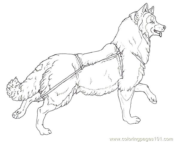 582x478 Dog Sled Coloring Pages