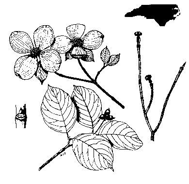 390x379 Dogwood Tree Drawing Collection