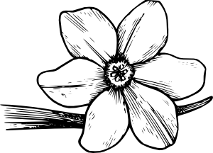 300x216 Flower 19 Clip Art