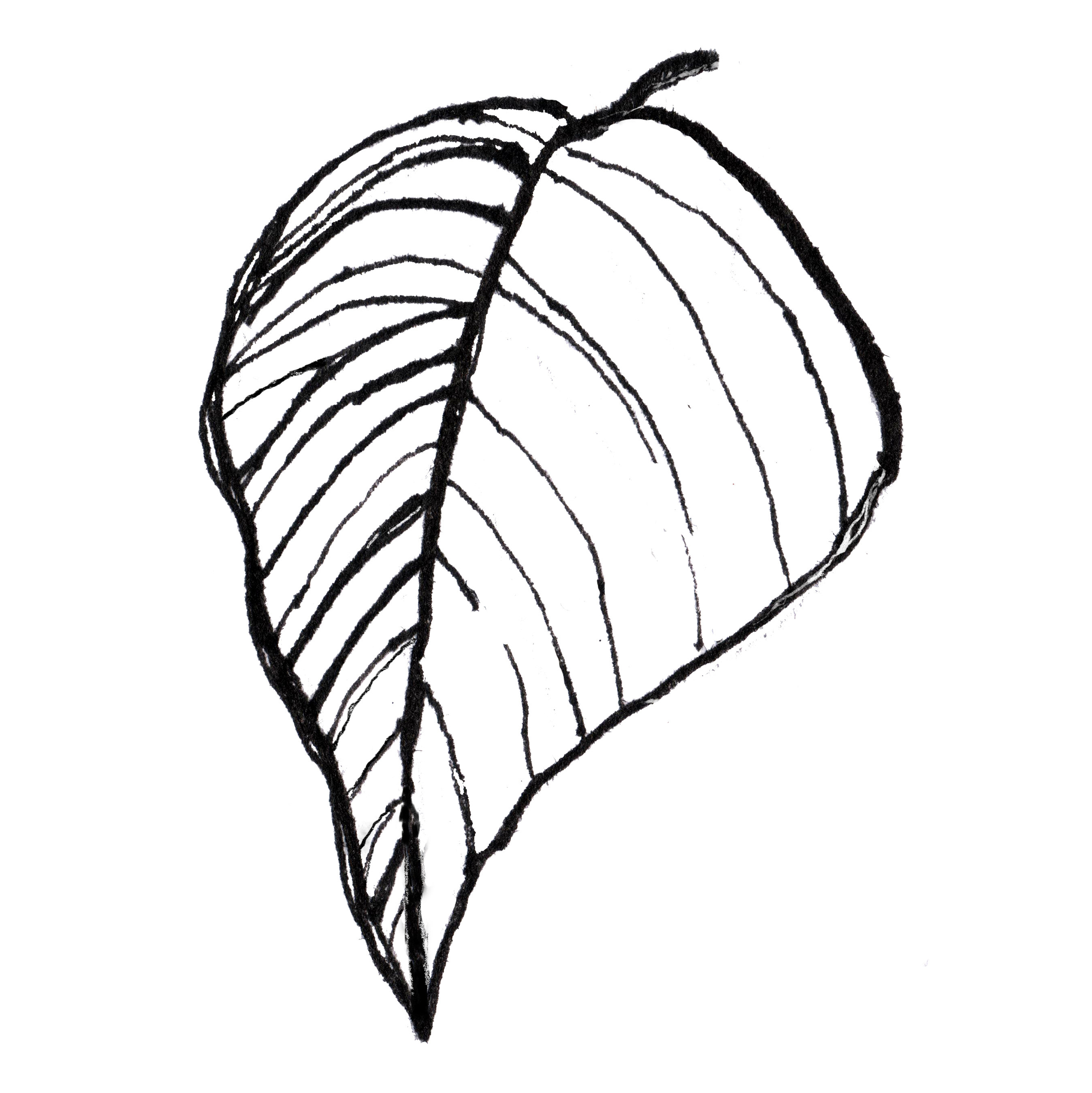 2696x2697 Flowering Dogwood Print Flower Art Botanical Illustration