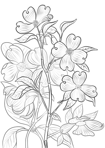 340x480 Flowering Dogwood Coloring Page Free Printable Coloring Pages