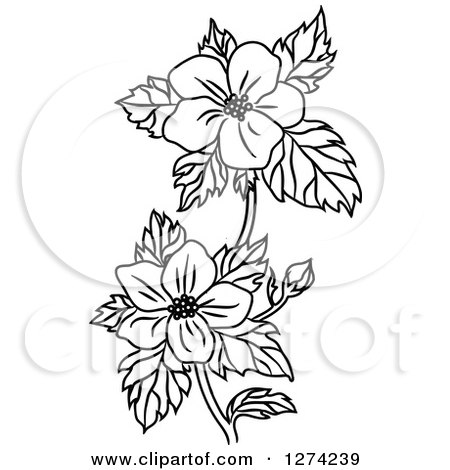 450x470 Royalty Free (Rf) Dogwood Clipart, Illustrations, Vector Graphics
