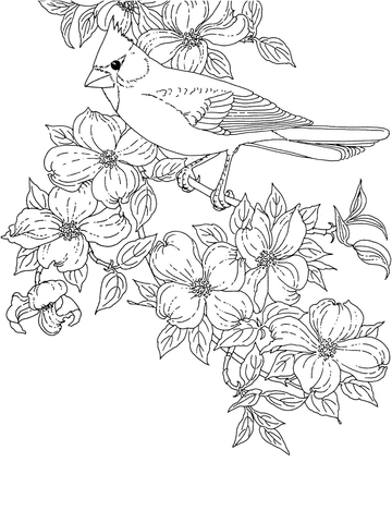 360x480 Cardinal Bird And Flowering Virginia State Flower Coloring Page