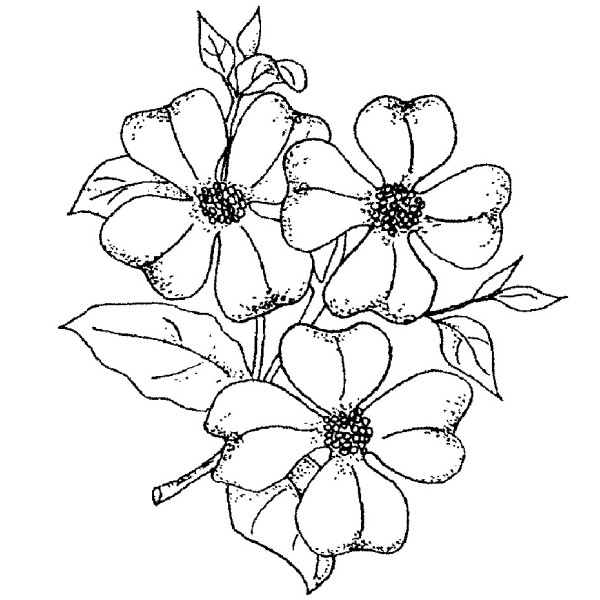 Dogwood Flower Coloring Pages Free Printable Coloring Pages