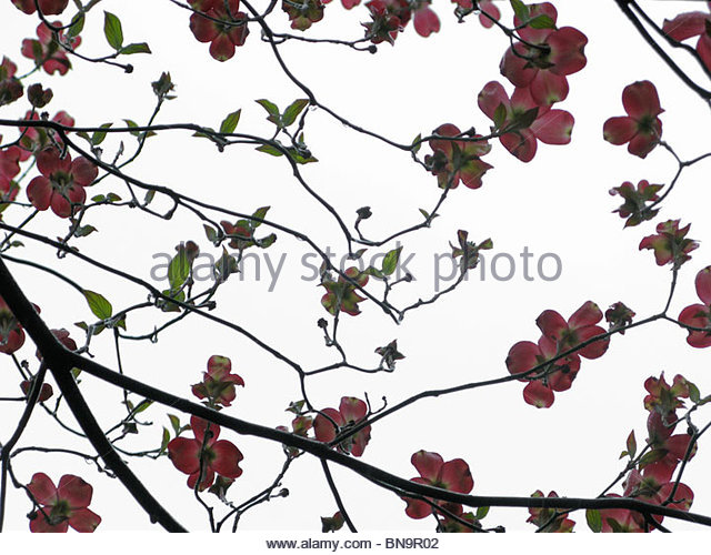 640x500 Dogwood Flower Buds Stock Photos Amp Dogwood Flower Buds Stock