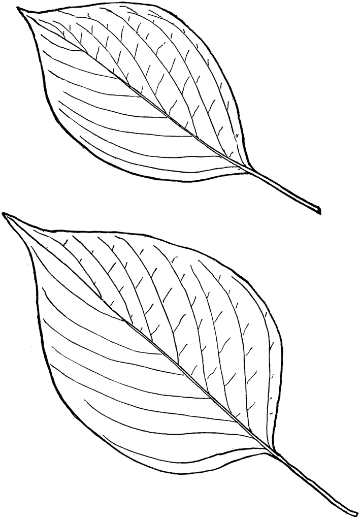 709x1024 Dogwood Leaves Clipart Etc