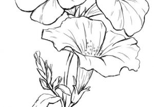 300x210 Dogwood Pencil Drawing