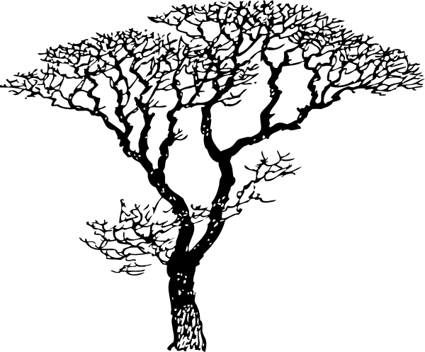 600x497 Dogwood Tree Drawing