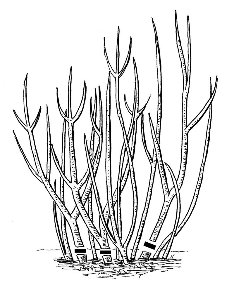 800x1000 Five Common Pruning Mistakes, And How To Fix Them