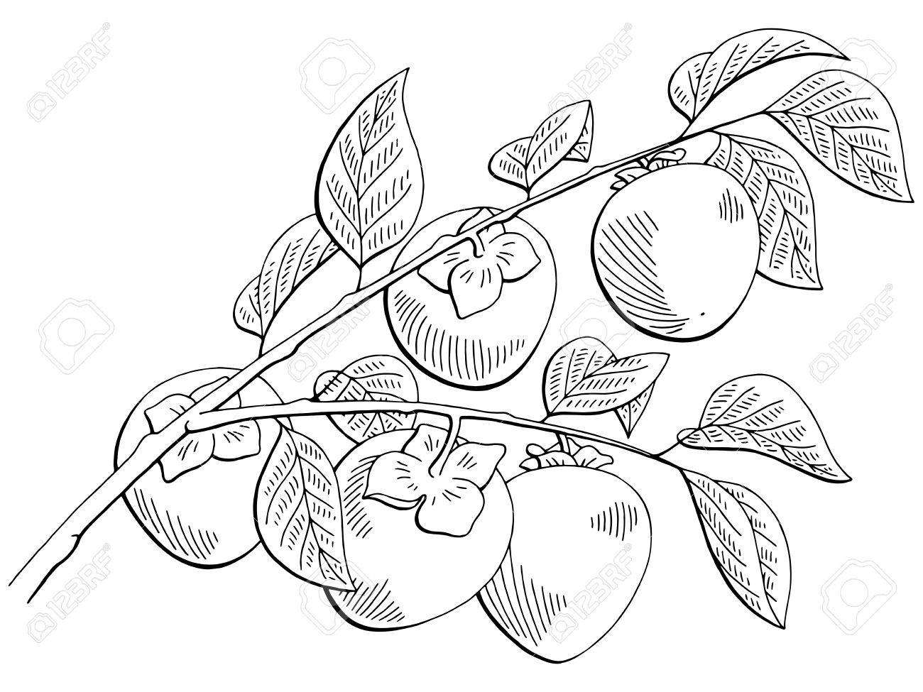 1300x975 Persimmon Fruit Graphic Branch Black And White Isolated Sketch