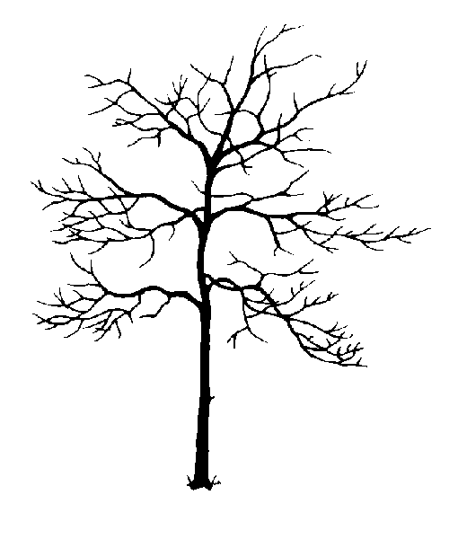 Dogwood Branch Drawing at GetDrawings | Free download