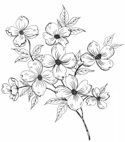 420x480 Small Drawn Branch Dogwood