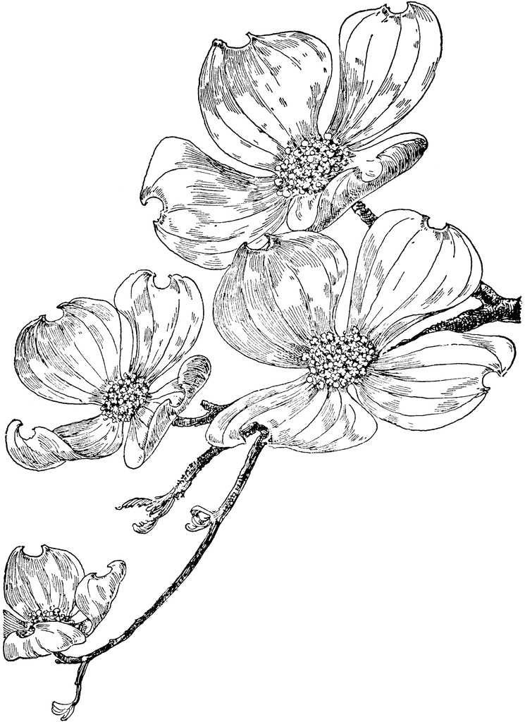 745x1024 Dogwood Tattoo, With A Honeybee On There Somwhere Potential