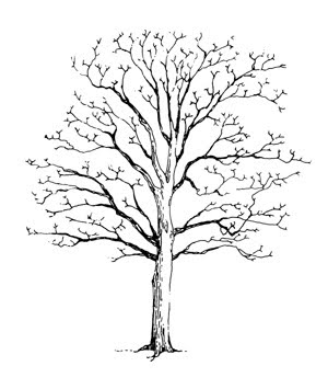 Dogwood Branch Drawing at GetDrawings | Free download