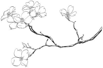 400x264 Flower On Branch Drawing