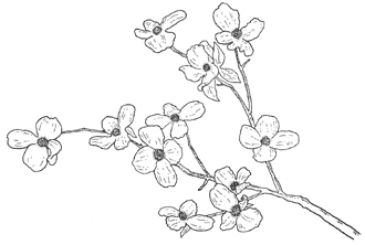 330x222 Beeswax Trees Amp Branches Trees Etc. Craft