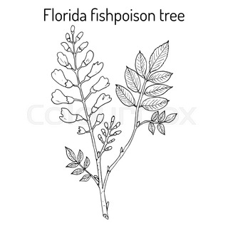 320x320 Branch Of Dogwood Plant With Berries. Hand Drawn Botanical Vector