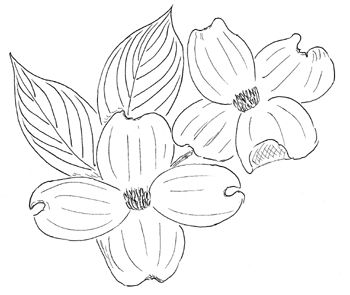 Dogwood Drawing