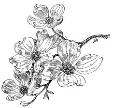 236x223 Dogwood Flower Clip Art