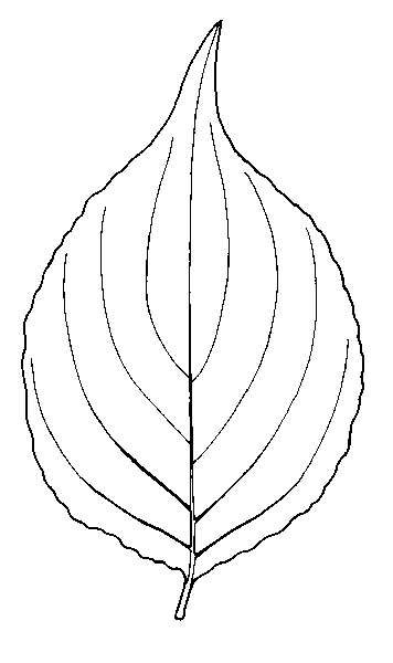 356x600 Eastern Flowering Dogwood