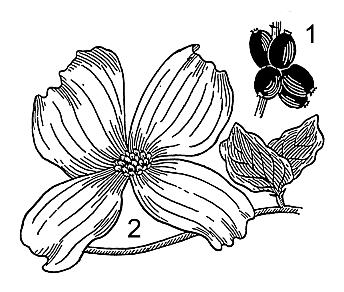 1205x1024 Filedogwood (Psf).png