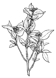 219x300 Pacific Dogwood Drawing