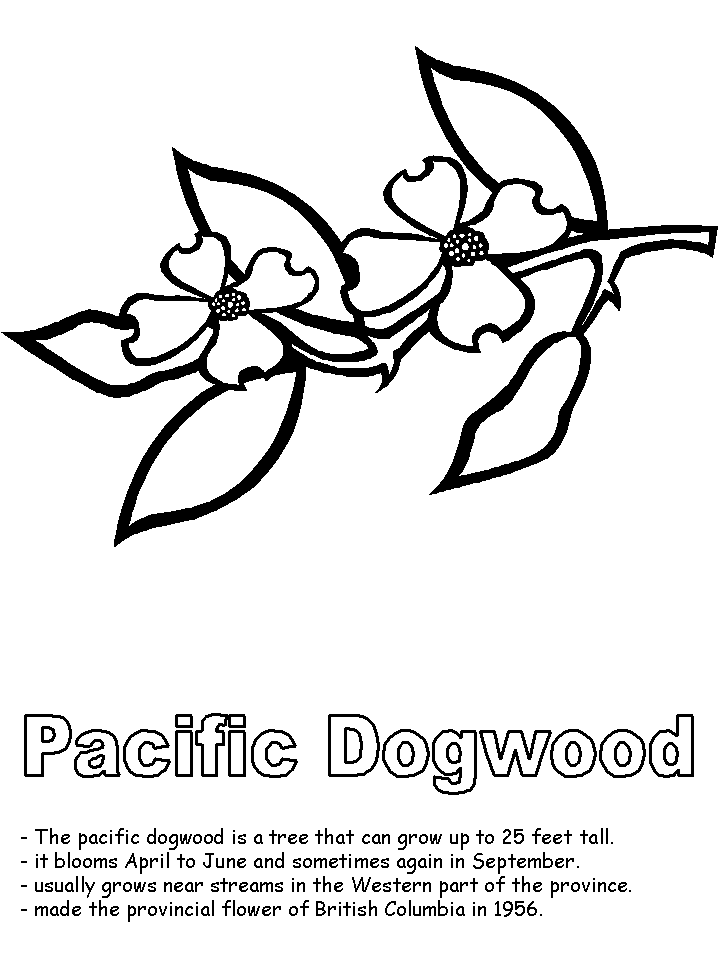 718x957 Pacific Dogwood Coloring Page