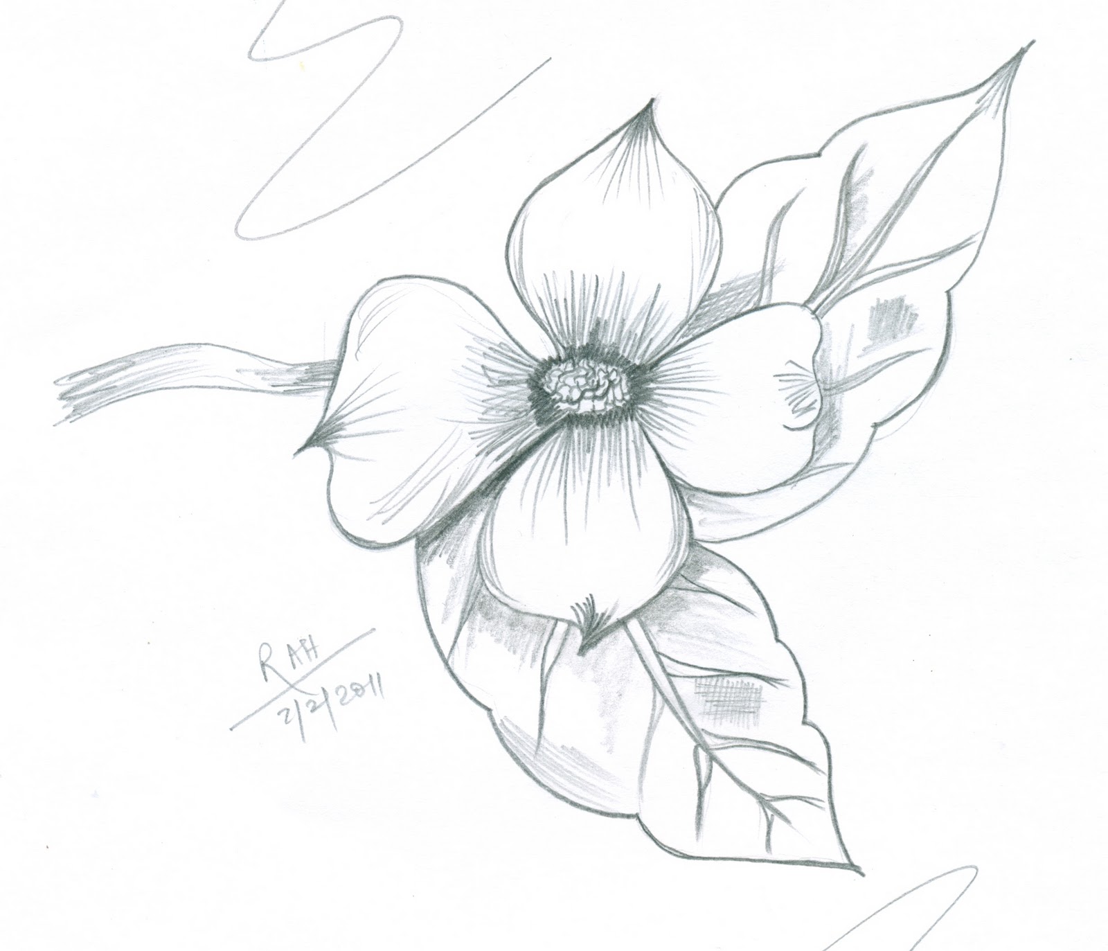 Dogwood Drawing at GetDrawings | Free download