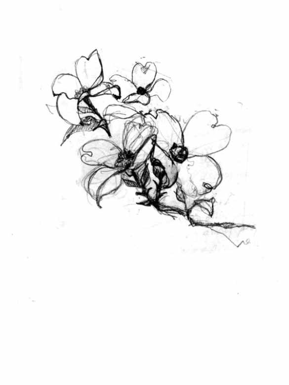 585x780 Dogwood Sketch Sally Sanders Calligraphy Amp Design