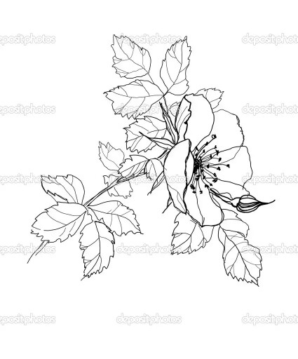 425x512 Dog Rose, Rosa Canina Drawing Motif Draw, Dog