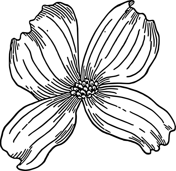 600x585 Dogwood Clip Art Free Vector 4vector