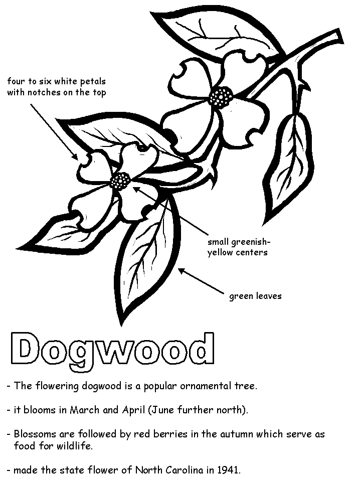 718x957 Dogwood With Labels