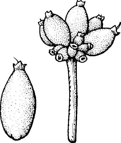 507x600 Eastern Flowering Dogwood