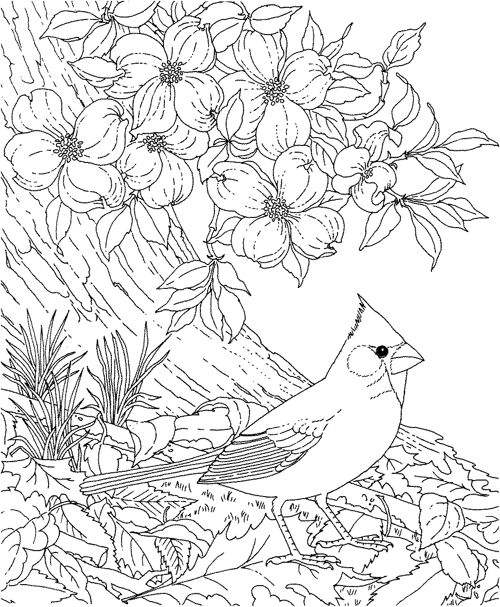 1028x1248 Free Printable Coloring Page North Carolina State Bird
