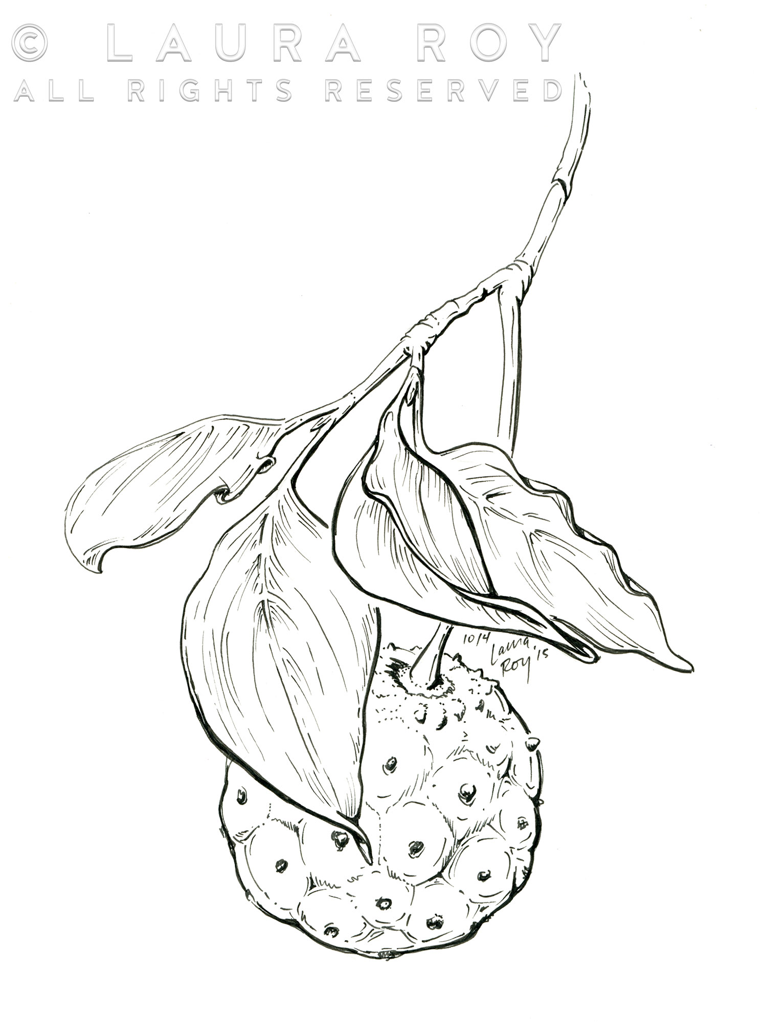 1492x2000 Korean Dogwood Fruit