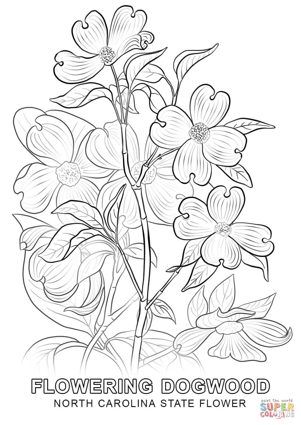1020x1440 North Carolina State Flower Coloring Page Free Printable