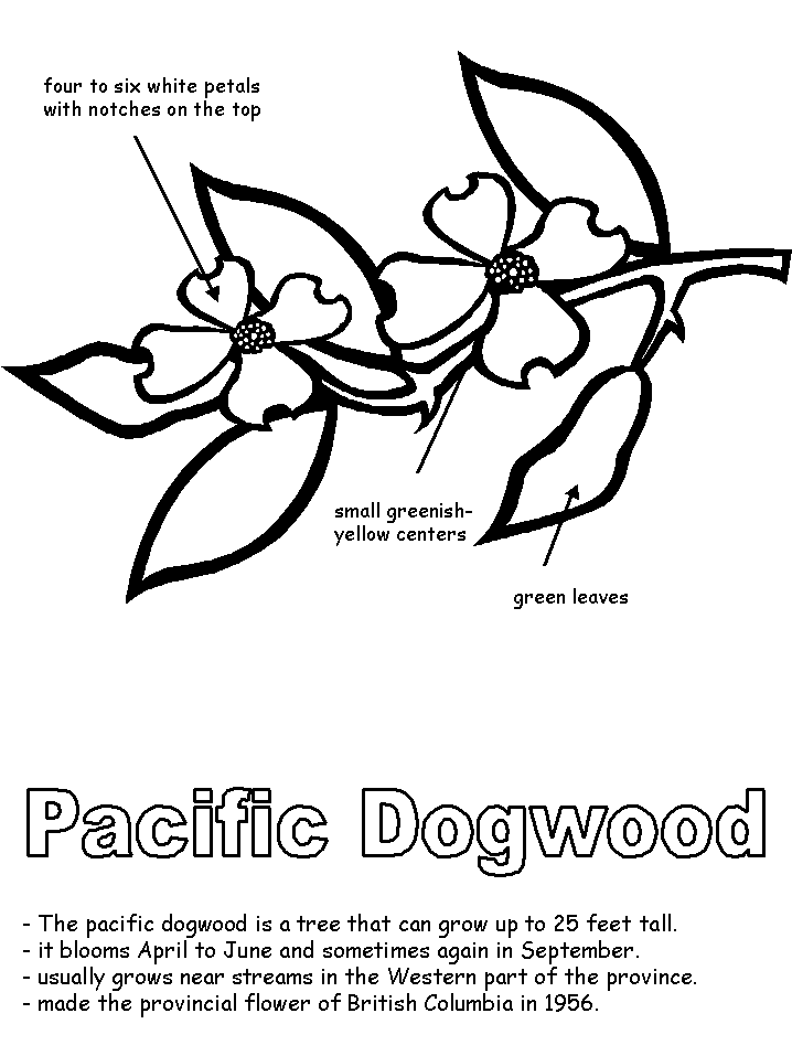 718x957 Pacific Dogwood With Labels