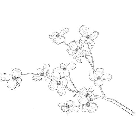 480x480 Trees Amp Branches