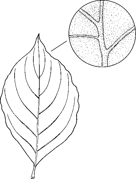 456x600 Western Flowering Dogwood