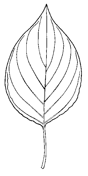 301x600 Alternate Leaf Dogwood