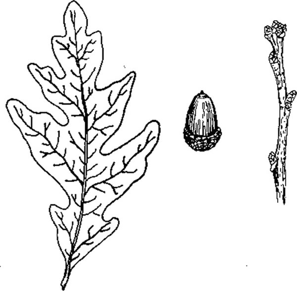 600x588 Common Dogwood Clipart