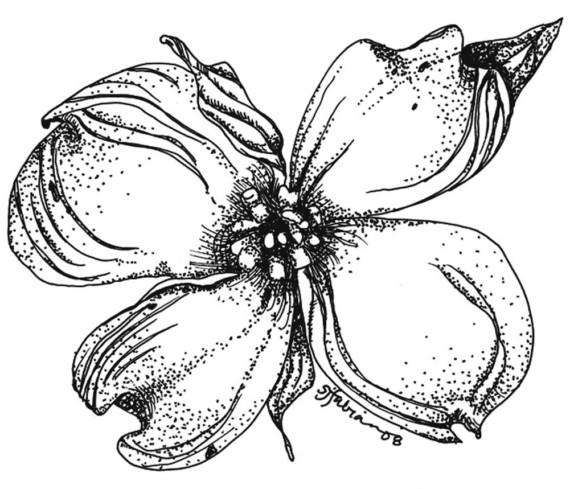 570x489 Dogwood Elegance Flower Line Art Black And White Print