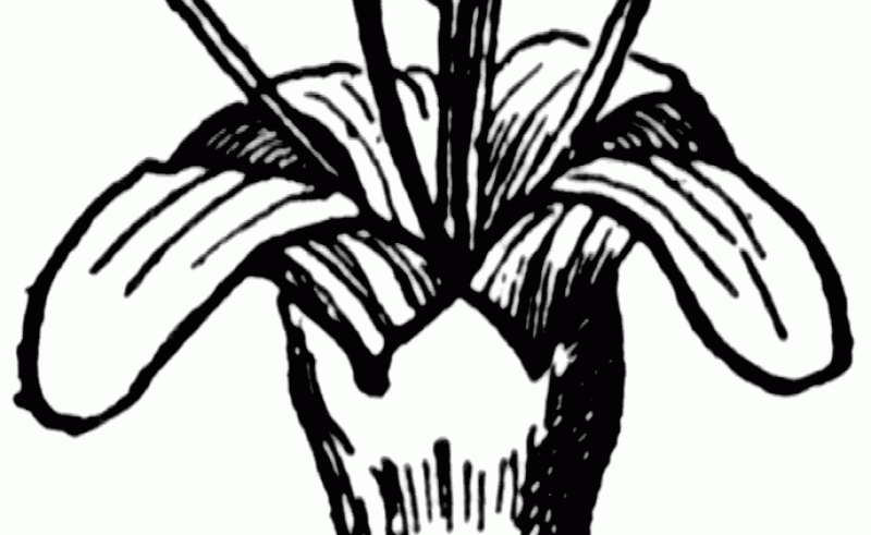 800x491 Flower Rain Tree Coloring Page Gardening Flower And Vegetables