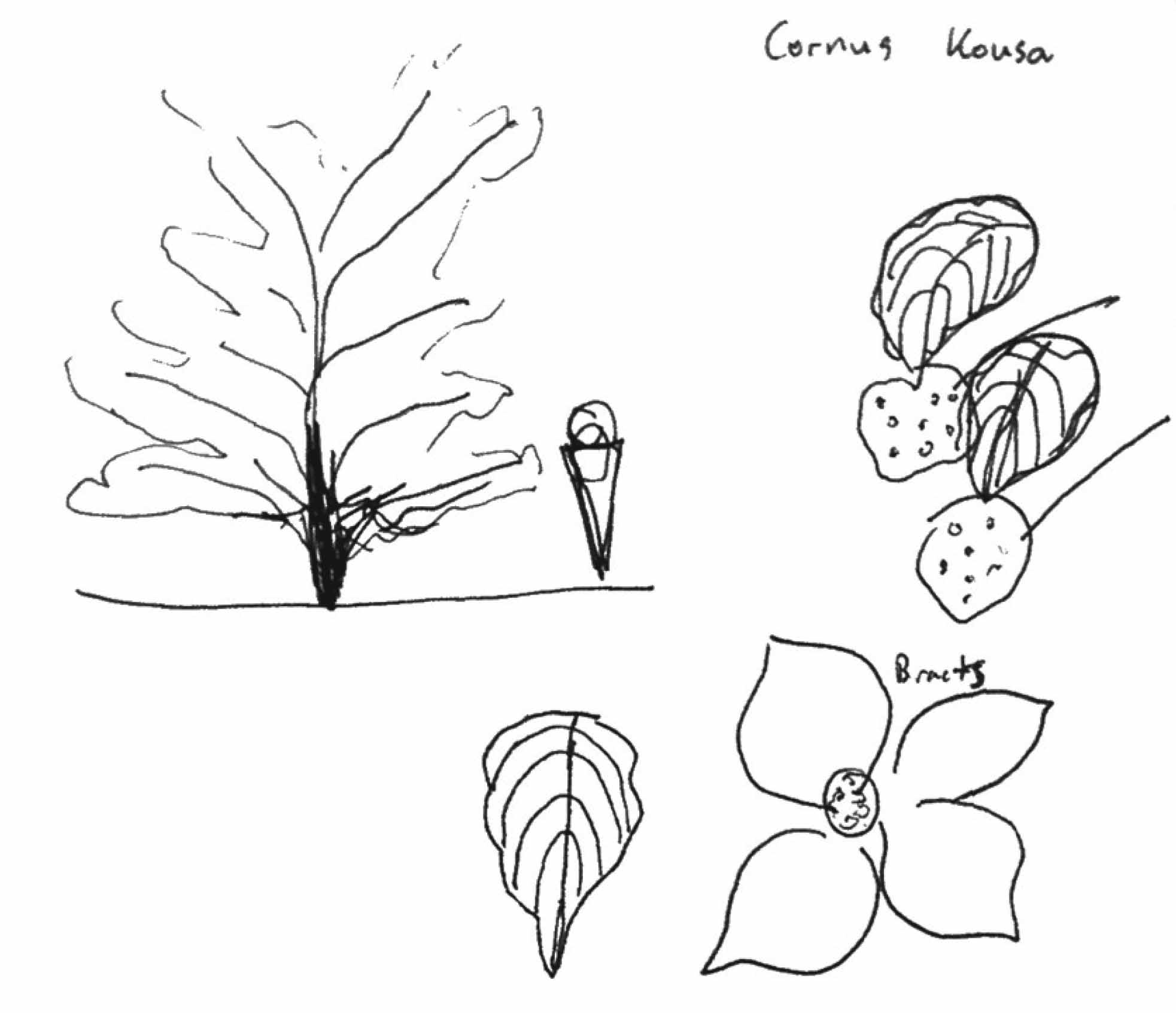 1965x1693 List 02 John's Trees And Shrubs