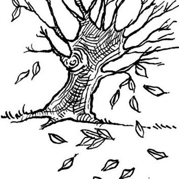 600x600 8 Pics Of Dogwood Leaf Coloring Page