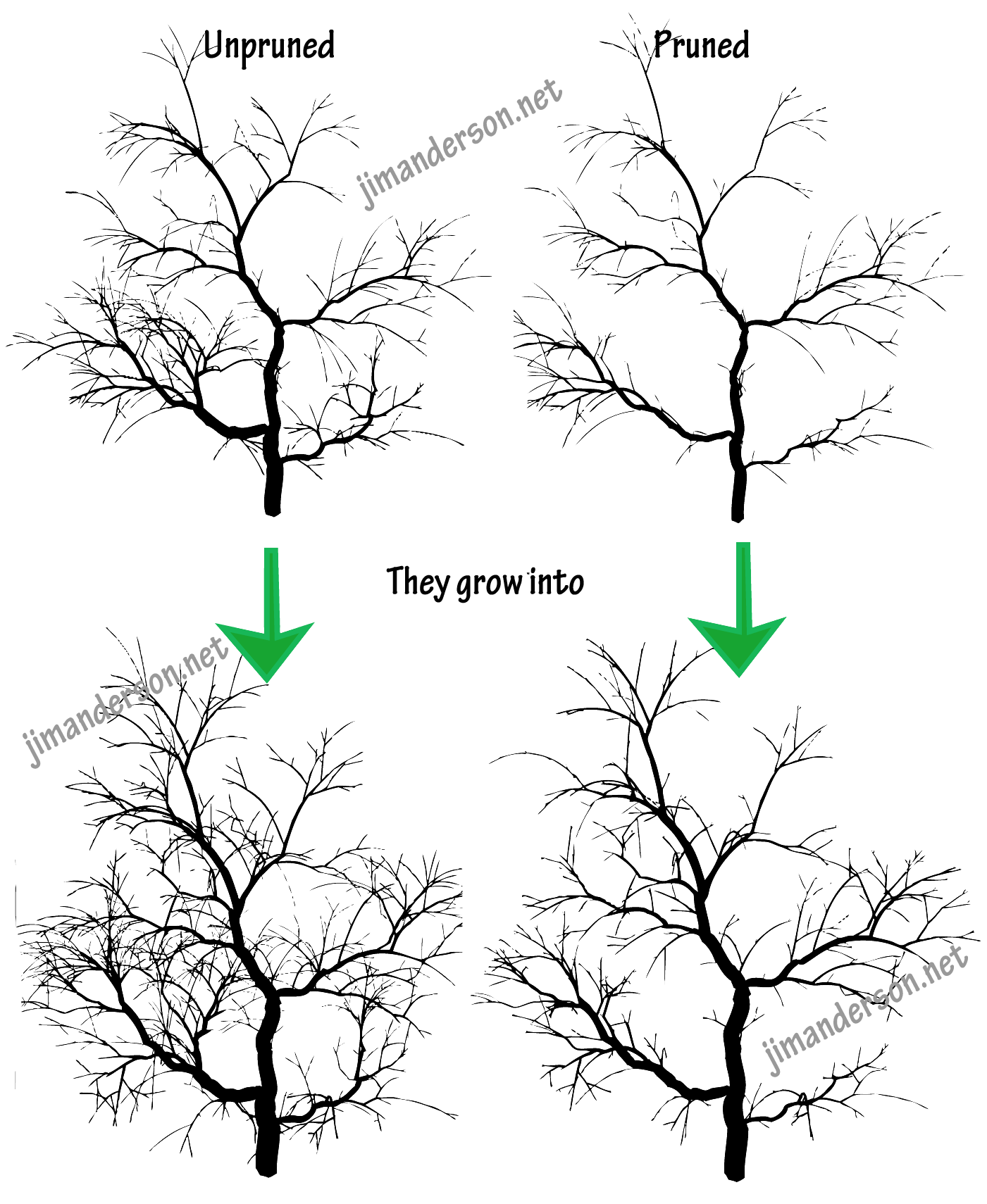 1401x1710 Three Aesthetic Pruning Cuts