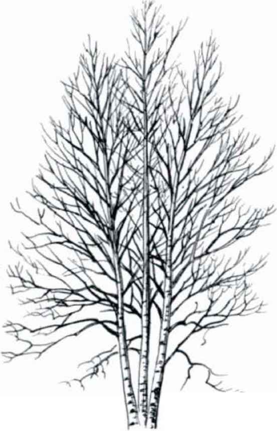 553x861 Tree Silhouettes